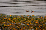 Wood Ducks